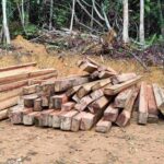 Warga Desak Penangkapan Pak Bilin, Bos Kayu Ilegal Ketapang